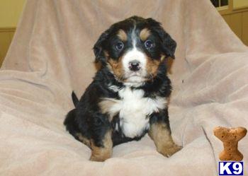 Bernese Mountain Dog Puppies for Sale